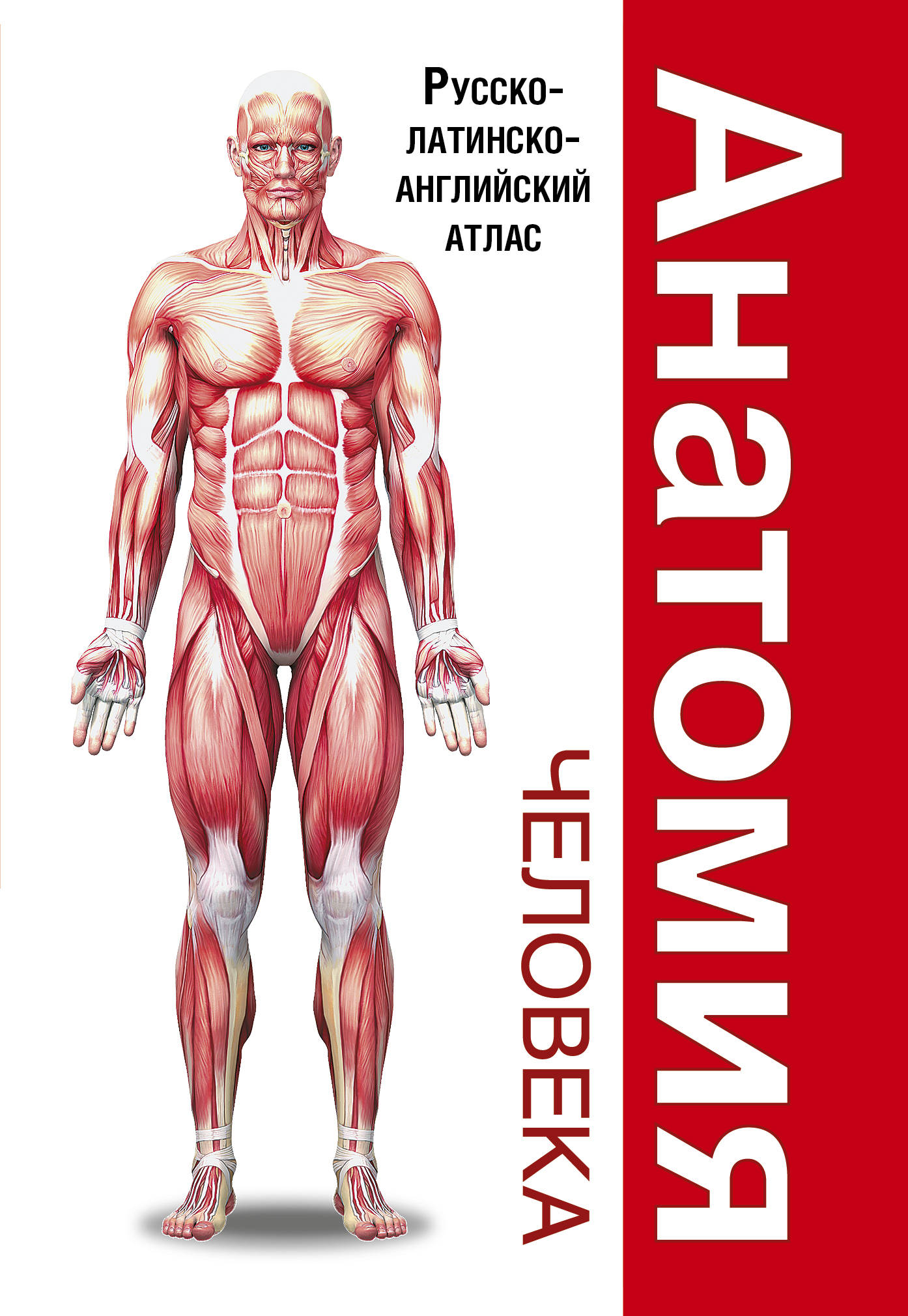 Анатомия книги атласы. Анатомия человека. Атлас анатомии человека. Анатомический атлас. Атлас человека по анатомии.